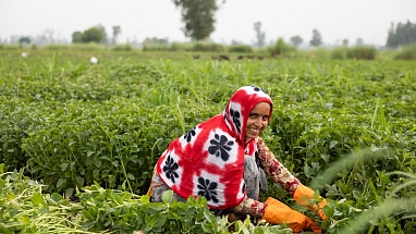 A mint farmer smiles and tends to their crop in the field.