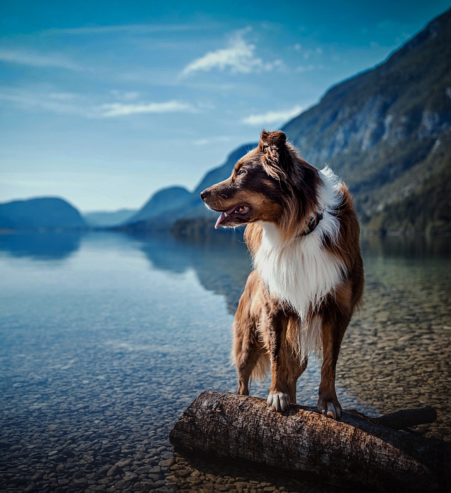 Dog on log in lake