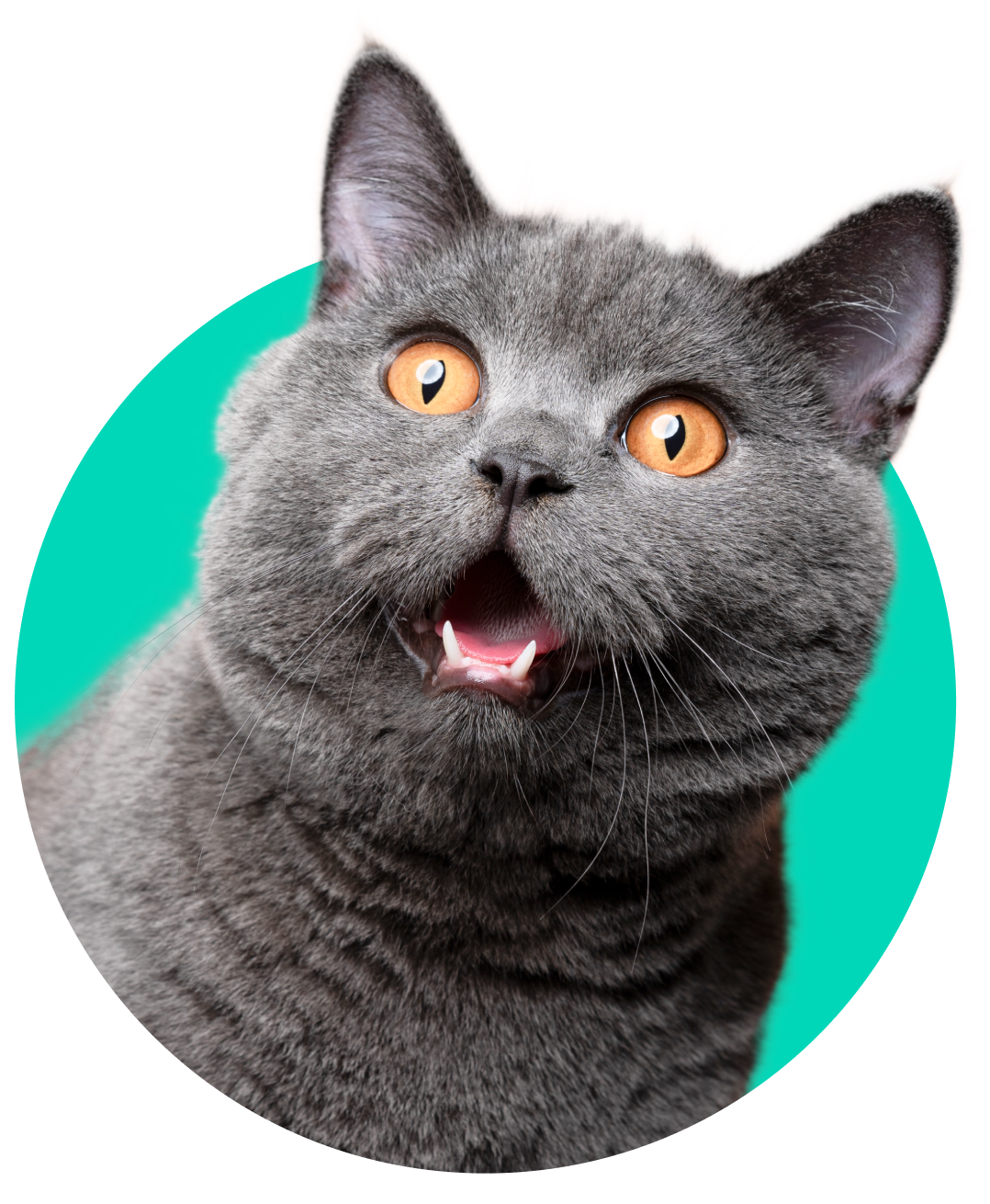 Cat Image hi res