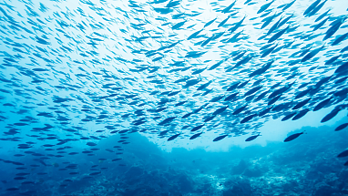 Fish swimming in the ocean.